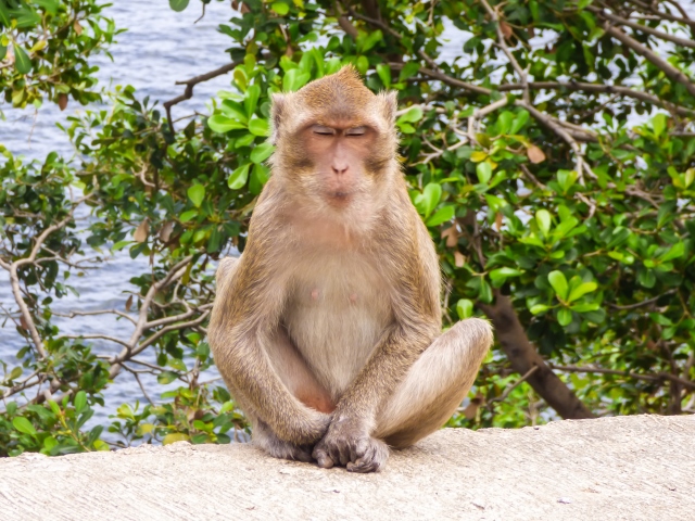 Our Monkey Mascot Image