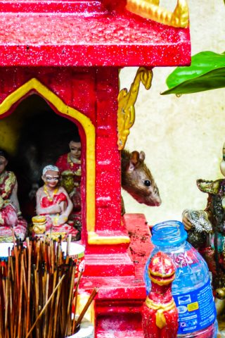 The rats also take advantage of the offerings – Phuket, Thailand.