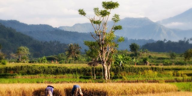 Balinese Massage Courses and Classes on Bali