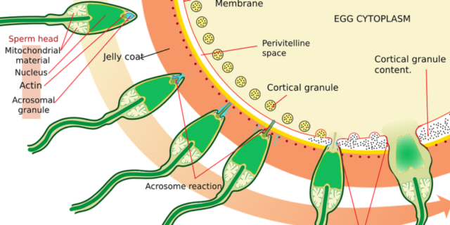 What Exactly Is Infertility?