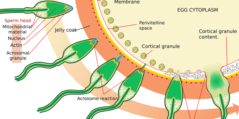 Infertility