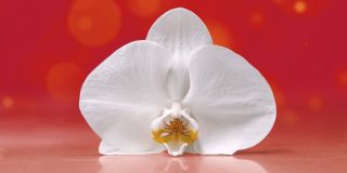 orchid-petals-800x400