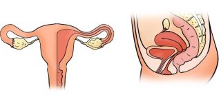 womb-uterus-pelvic-bowl