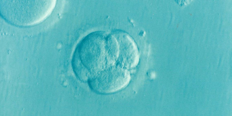 In Vitro Fertilization | Modern Fertility Treatments