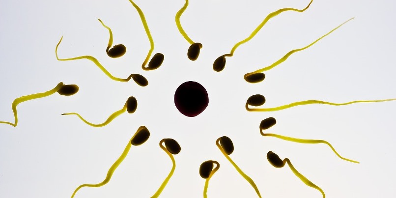 Sperm Abnormalities