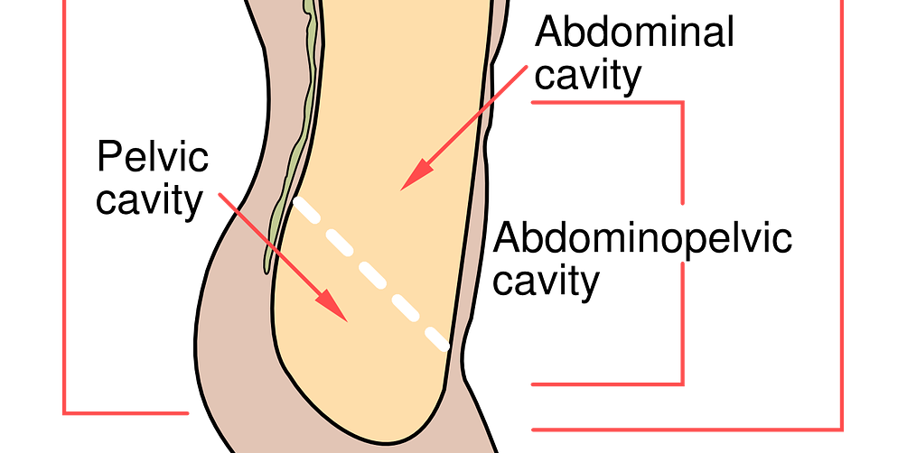 Visceral Massage (Abdominal Massage) Benefits and Types