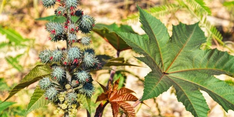 Castor Oil Applications and Traditional Medicine