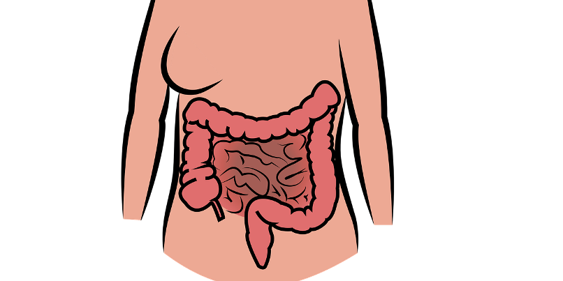 Image of the intestines and abdominal region