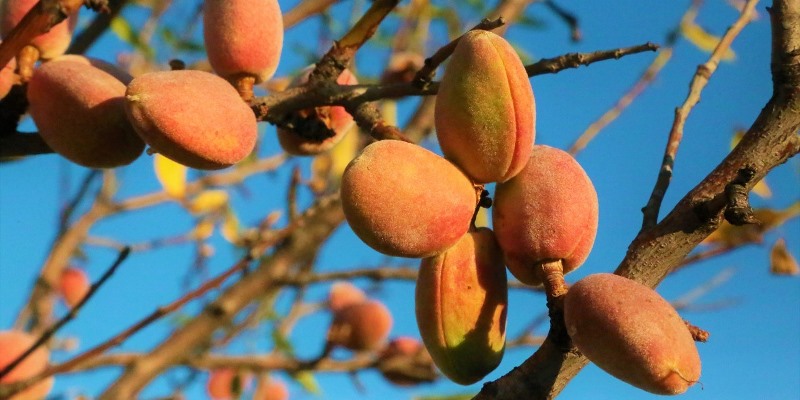 Almond Oil in Ayurvedic Massage Therapy