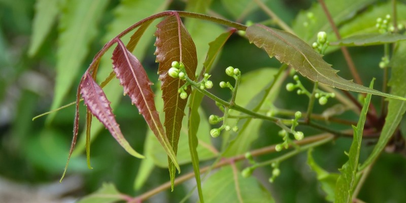 Neem Oil in Ayurvedic Massage Therapy