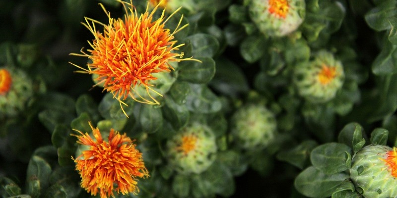 Safflower Oil and Ayurvedic Massage