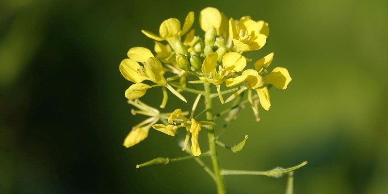 Mustard Oil in Abhyanga Massage | Ayurveda Medicine