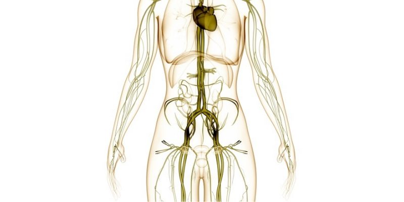 Femoral Massage to Promote Increased Fertility