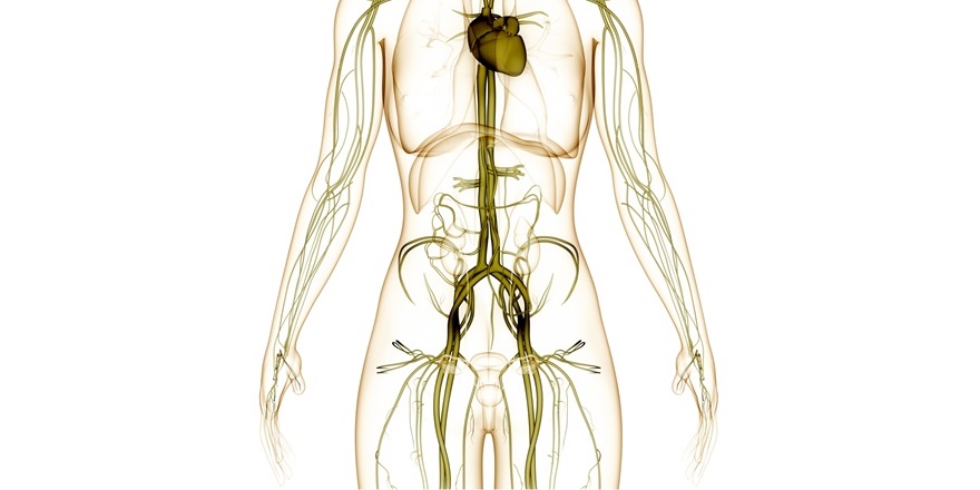 Anatomical diagram abdominal and pelvic region