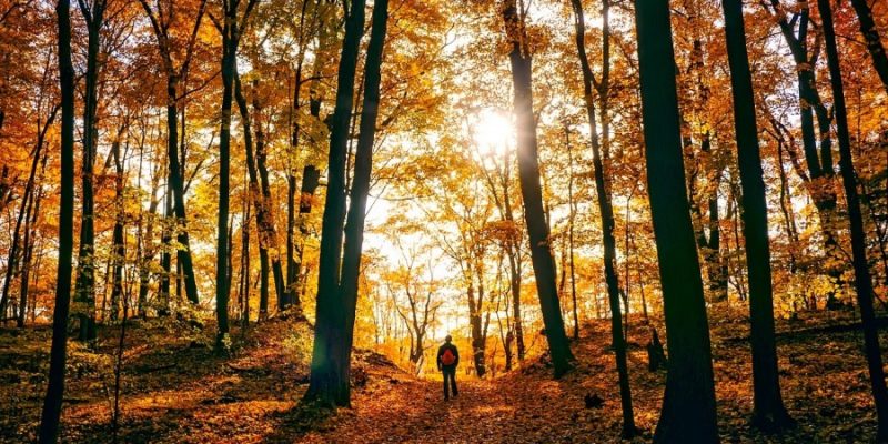 Forest Bathing | Nature Therapy in Forests