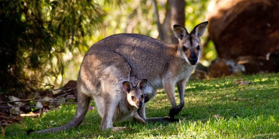 What Is Kangaroo Care? | Goals and Health Benefits for Babies