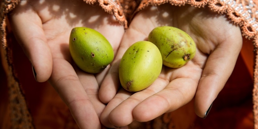 Argan Oil and Massage Therapy Benefits