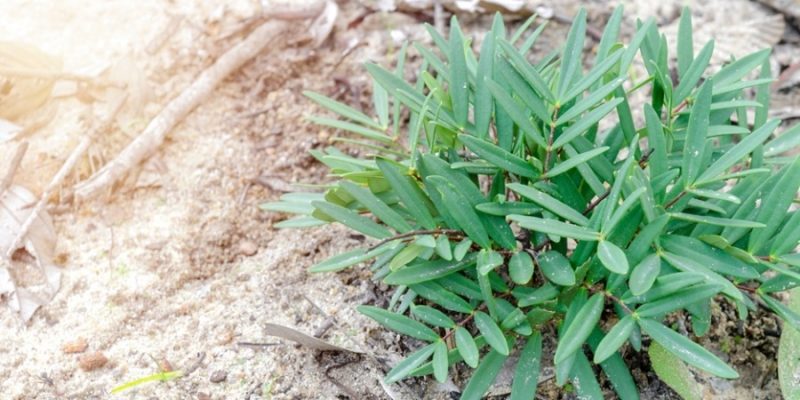 Tongkat Ali | Sexual Performance Benefits of Eurycoma Longifolia