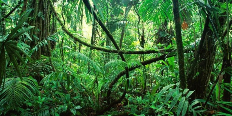 French Guiana | Living in the Green Hell