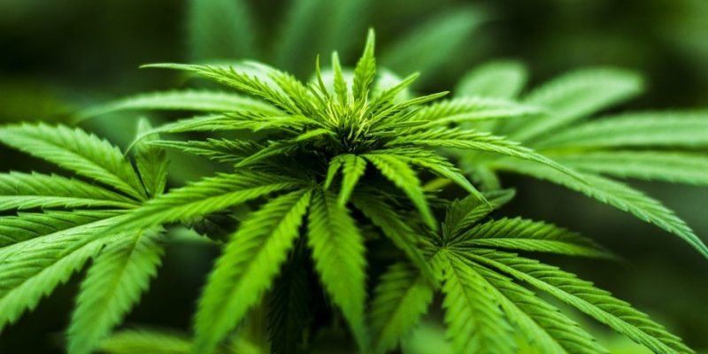Cannabis, Hemp, and Marihuana | What You Need to Know