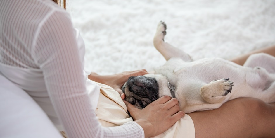 Massage Therapy for Animals | What Is it About?