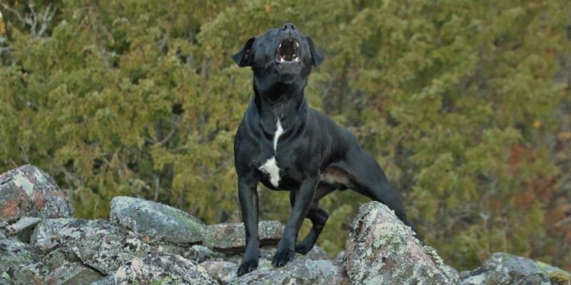 La Palma Dog Disease – Too Much, too Many