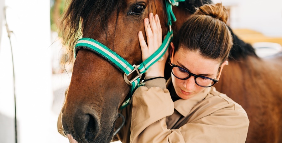 Massage Therapy on Horses | Equine Massage Explained