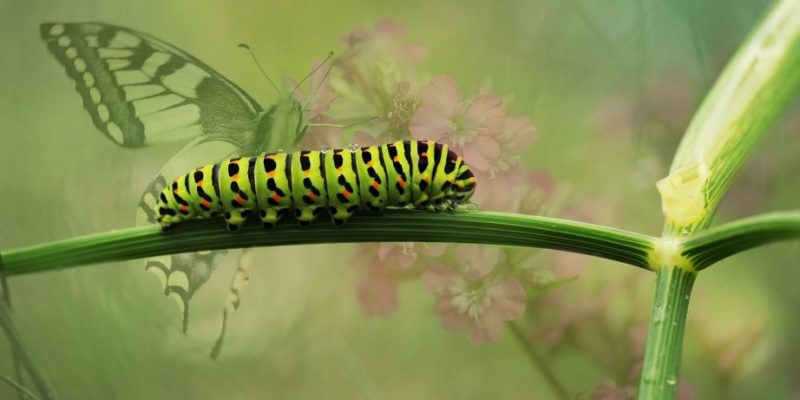 In Suriname | Feeling Like a Butterfly