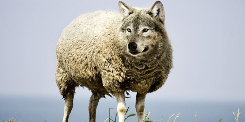 Thailand | Wolf in Sheep’s Clothing