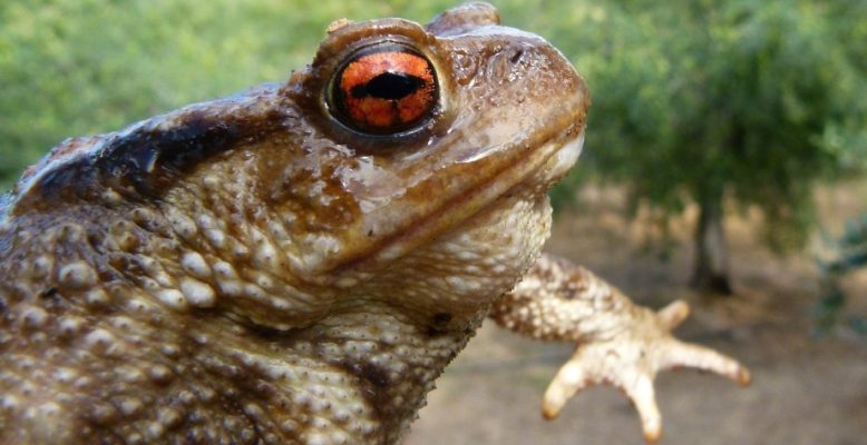 Bufo Alvarius Toad Medicine | Aims of Use and Benefits
