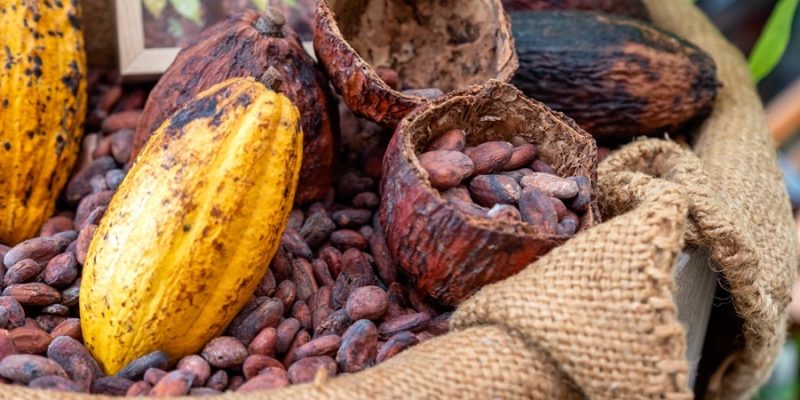 Cacao Ceremony Explained | Aim and Health Benefits