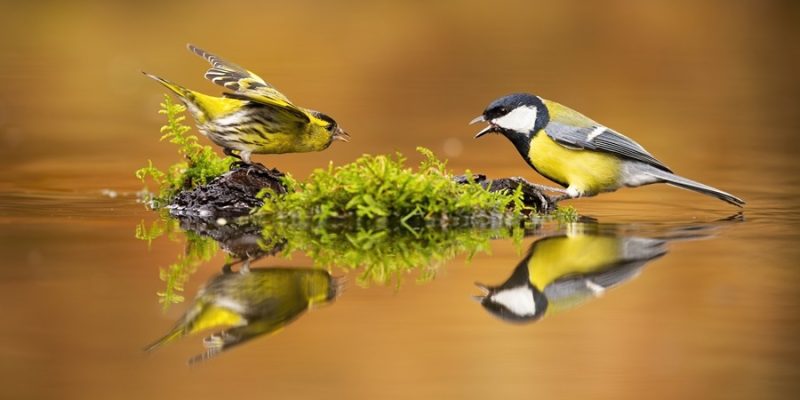 Nature and the Sound of Silence