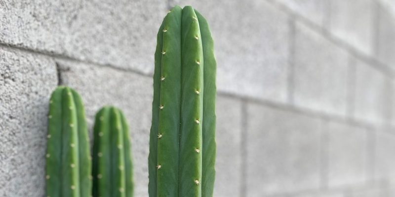 San Pedro Cactus | Huachuma Traditional Medicine