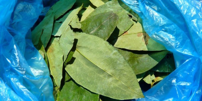 Mambe Coca Leaves | Traditional Medicine