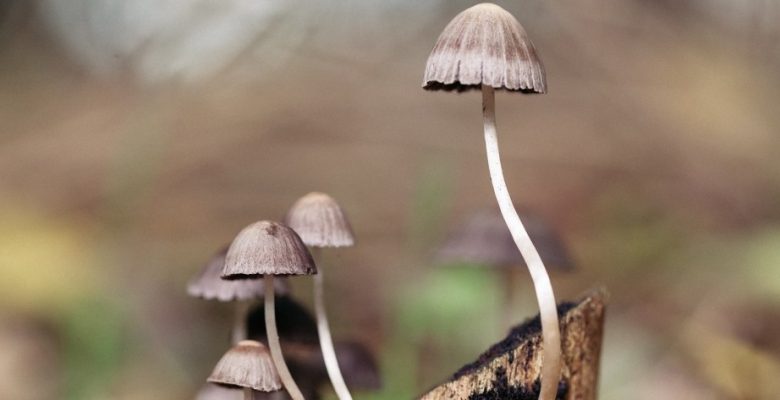 Psilocybin, Fungi, and Magic Mushrooms