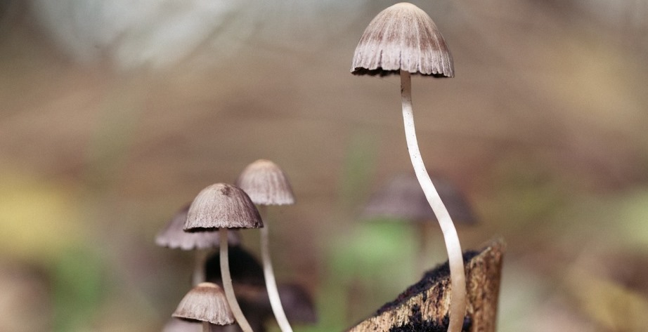 Psilocybin and Magic Mushrooms