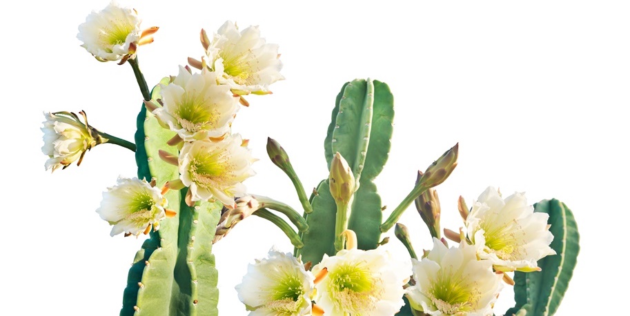 Huachuma Retreat Centers in Ecuador | San Pedro Cactus Ceremonies