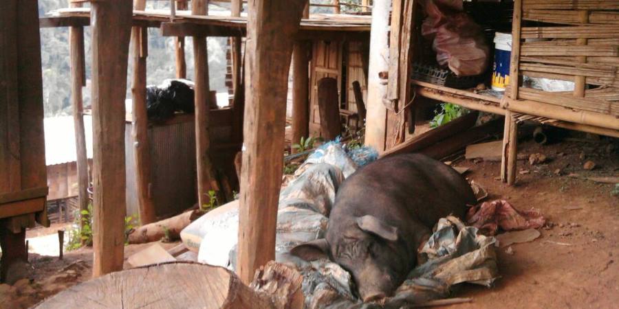 Pigs sleeping under the school library and our beds