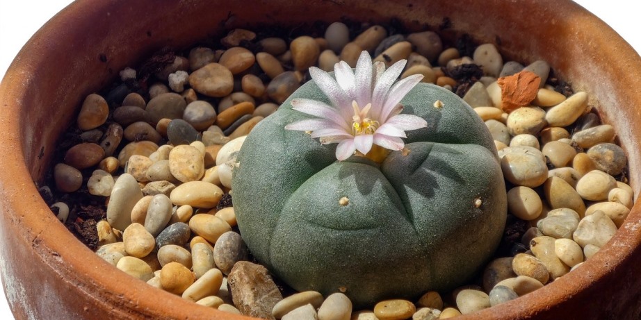 Peyote Cactus | Mescaline as Entheogenic Medicine