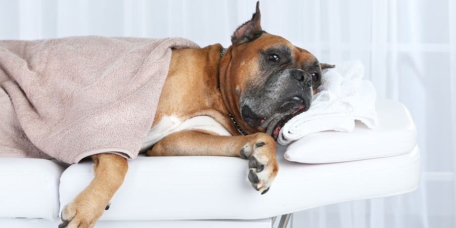 Dog Massage Course and Training in Toronto | Ontario