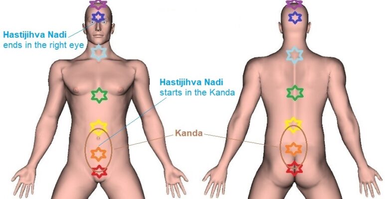Hastijihva Nadi – Location, Endpoints, and Function