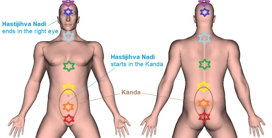 Hasti-Jihva Nadi - Location, Endpoints, and Function