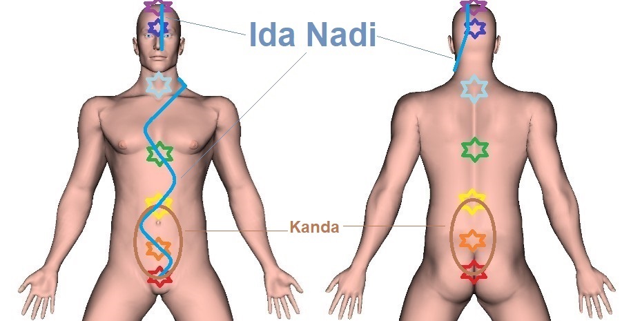 Ida Nadi - Pathway, Endpoint, and Function