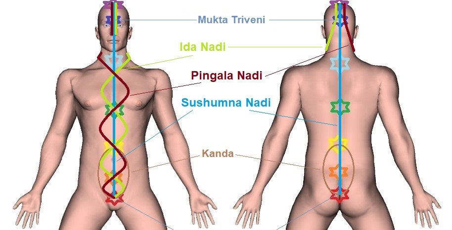 Three Principal Nadis | Sushumna, Ida, Pingala