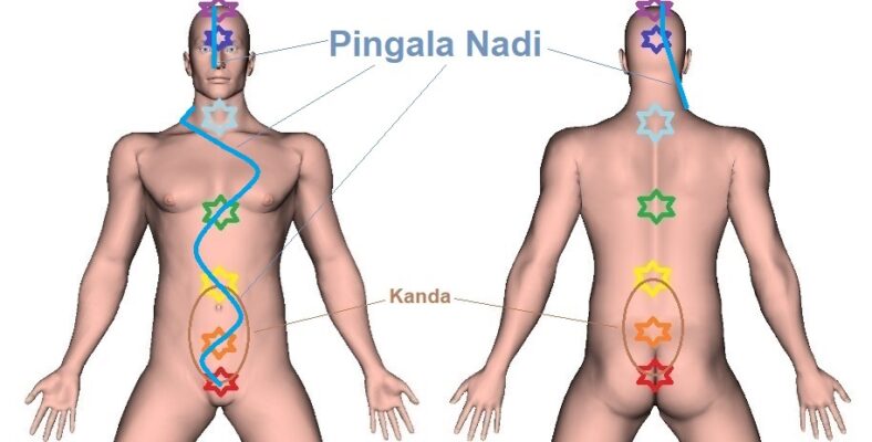 Pingala Nadi – Location, Trajectory, and Ending Point
