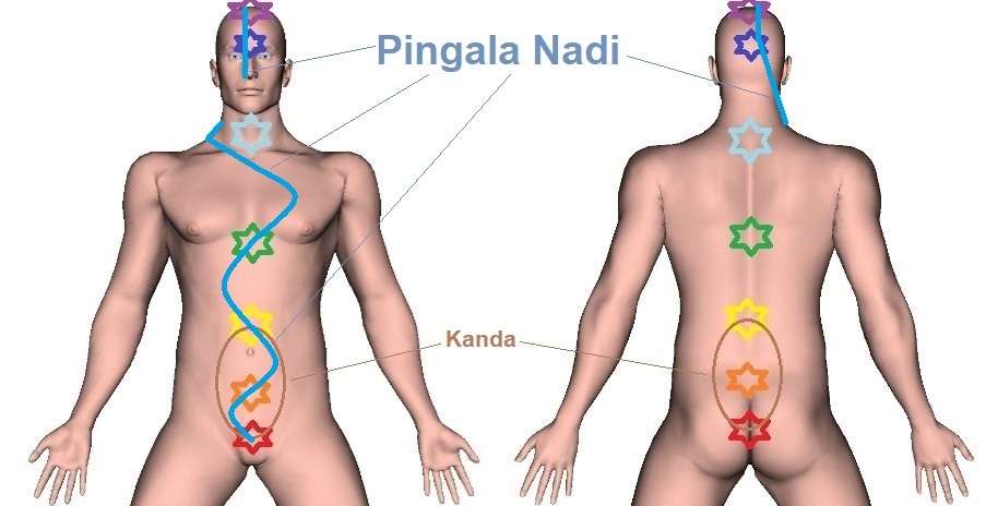 Pingala Nadi - Location, Trajectory, and Ending Point