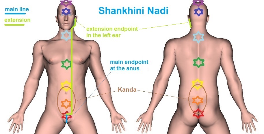 Shankhini Nadi | Pathway, Locations, and Function