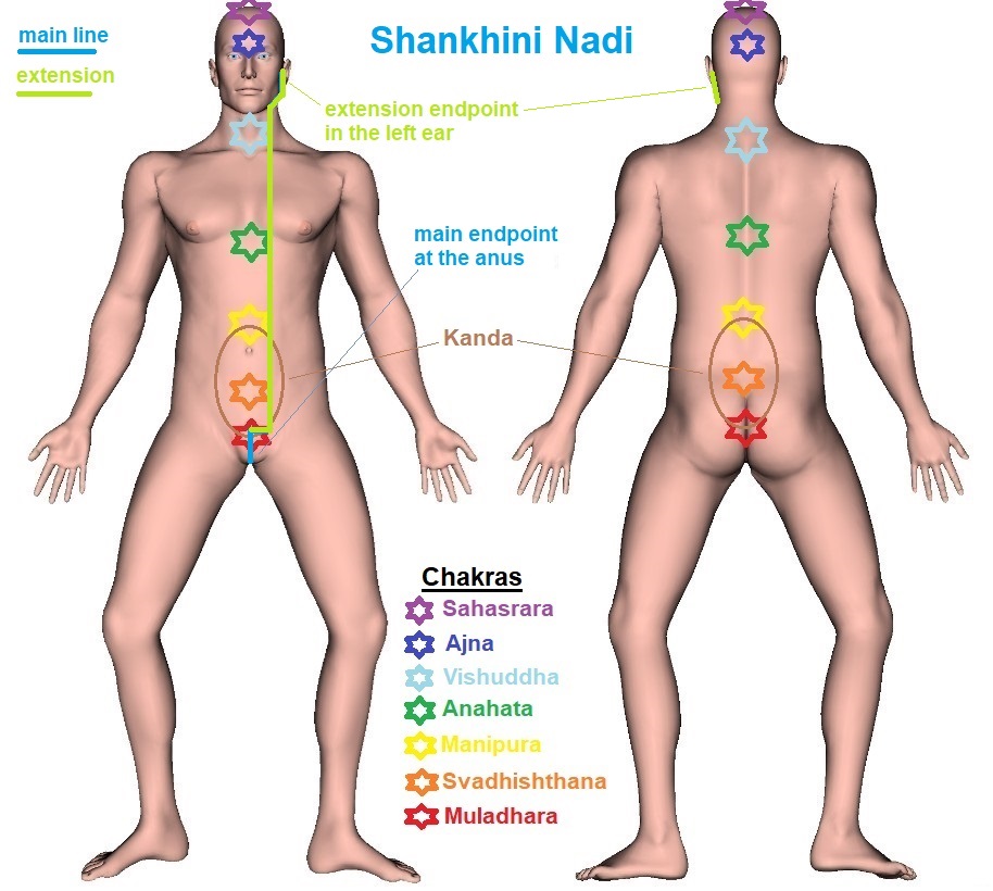 Shankhini Nadi - Trajectory