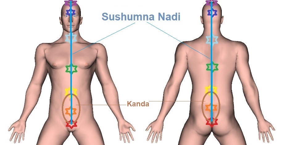 Sushumna Nadi - Trajectory, Indication, and Function