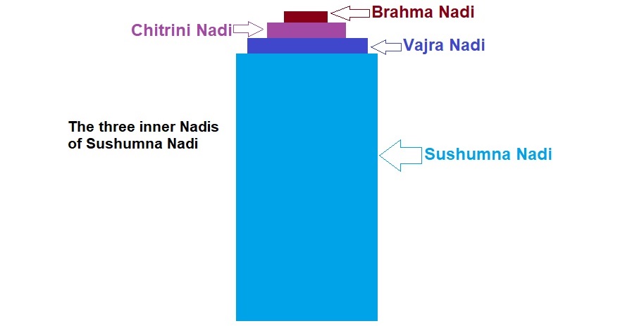 Inside Sushumna - Vajra, Chitrini, and Brahma Nadi